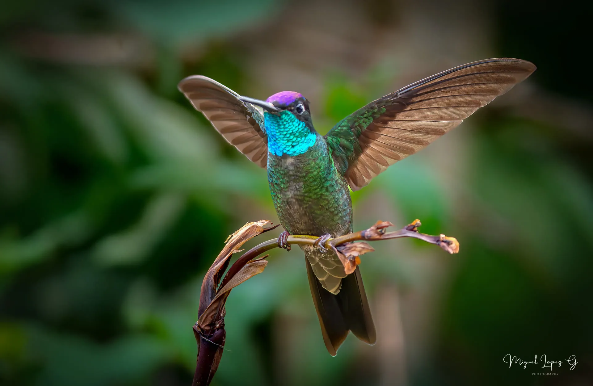 Colibrí en vuelo